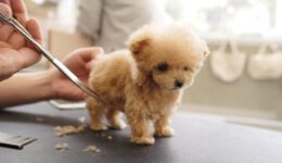 Grooming a Tiny Toy Poodle Puppy for the First Time