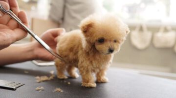 Grooming a Tiny Toy Poodle Puppy for the First Time