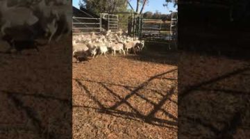 Mini Dachshund Rounds up Mob of Sheep