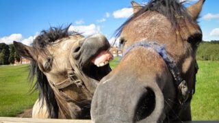 Top 15 Best Of Funny Horse Videos Compilation