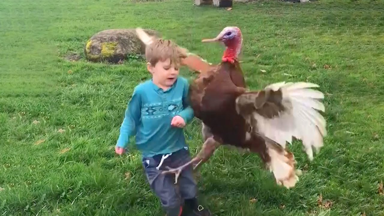 Funniest Thanksgiving Turkey Videos