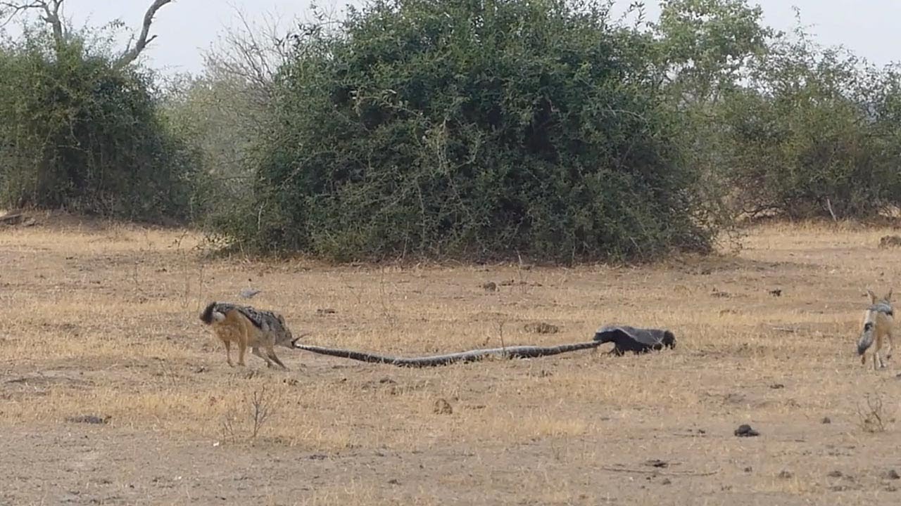 honey-badger-vs-python-1funny