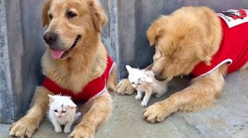 Stray Kitten and Sweet Golden Retriever Are Inseparable Friends