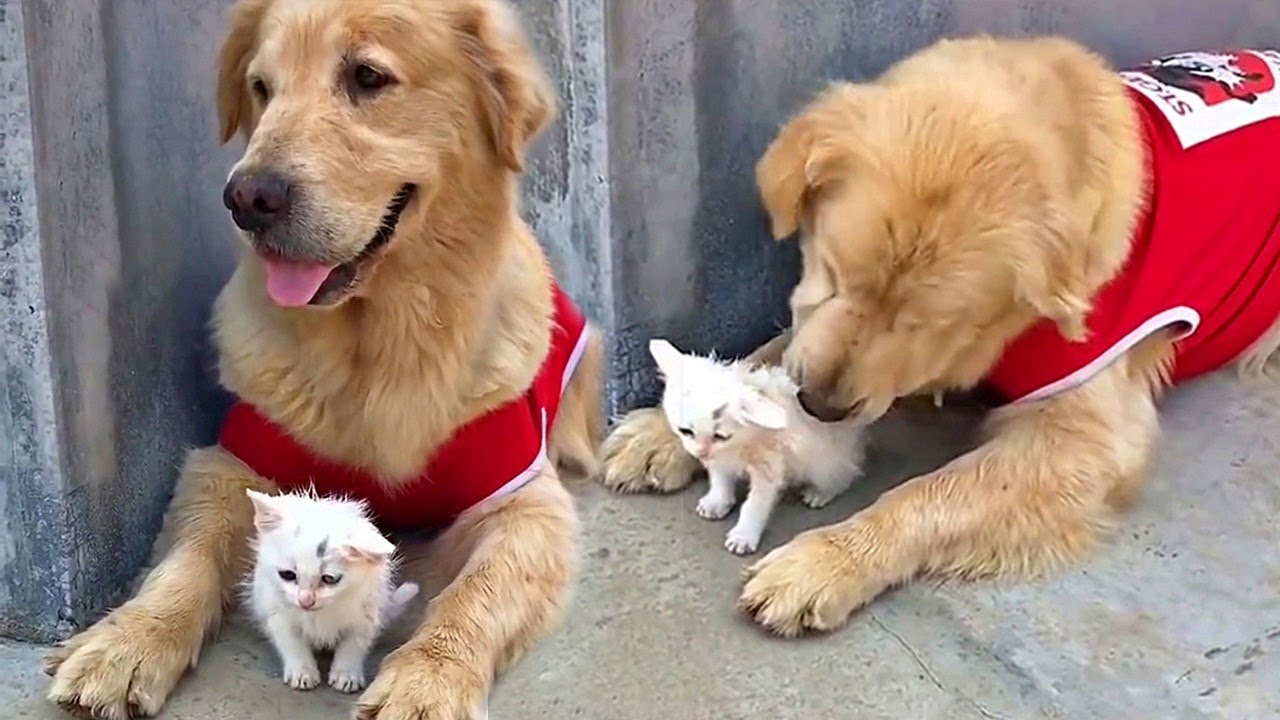 Stray Kitten and Sweet Golden Retriever Are Inseparable ...