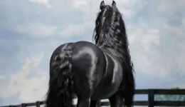 This Amazing Horse Looks Like Typical Horse Until He Turns His Head