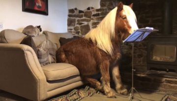 Albert the Pony Writes to Santa