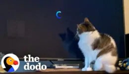 This Cat’s Obsessed With One Movie