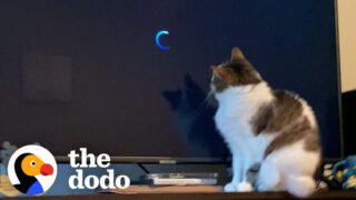 This Cat’s Obsessed With One Movie