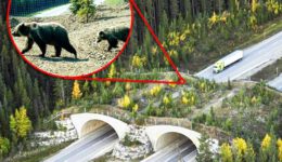 10 Awesome Bridges for Animals