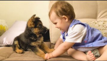 Cute Baby Meets a German Shepherd Puppy for the First Time!