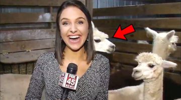 Funniest Animals News Bloopers