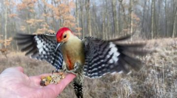 Hand-feeding a Red-bellied Woodpecker in Slow Mo