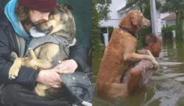 Moments prove the DOG is a Special friend of Human
