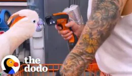 Parrot Loves Going To Home Depot With His Dad