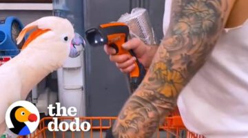 Parrot Loves Going To Home Depot With His Dad