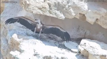 Rare Griffon Vulture Saved With Help From a Military Drone
