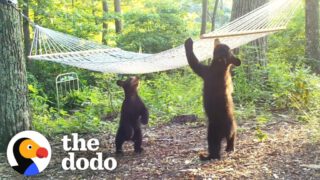 Woman Buys New Hammock For Bear Family In Her Yard