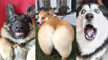 You Will Get Stomach Ache From Laughing So Hard at These Dog Videos