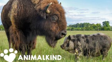 1200-Pound Bison Takes Care of Every Animal on Farm