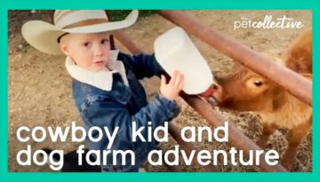 Cowboy Kid Drives Mini Truck With His Dog and Visits Cows