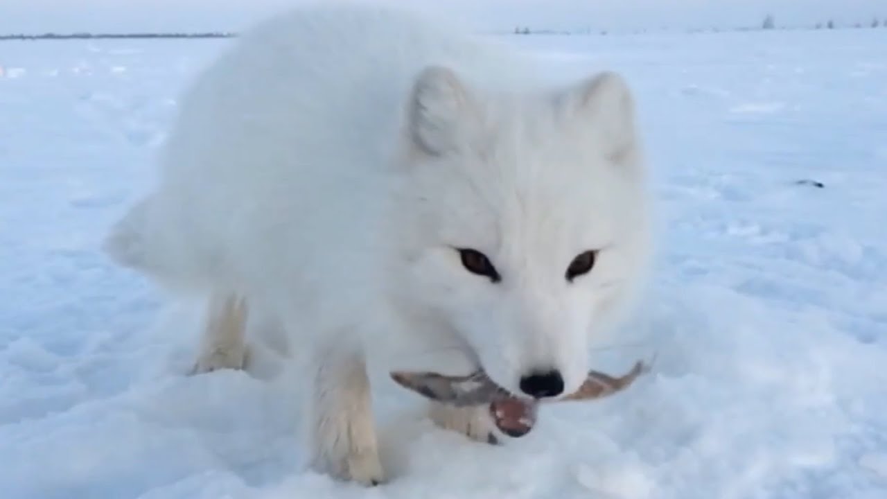 Cute Baby Arctic Fox Steals Mans Fish