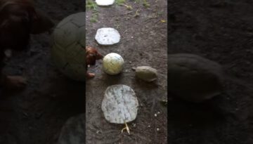 Dachshund and Turtle Playing Soccer