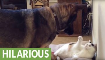 Dog Finds Cat in His Bed, Takes Appropriate Action