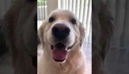 Dog Loves His Buddy