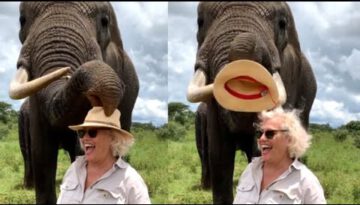 Elephant Steals Hat And Eats It