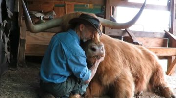 Gentle Giant Is Best Friends With Friendly Cowboy