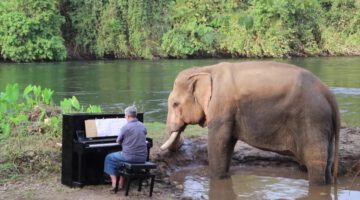 Grieg on Piano for Mongkol the Bull Rescue Elephant