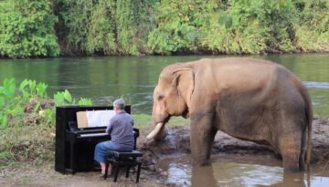 Grieg on Piano for Mongkol the Bull Rescue Elephant