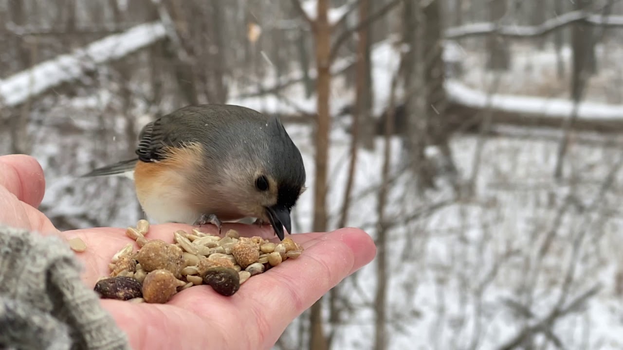 Hand Feeding Wild Birds in Slow Motion - 1Funny.com