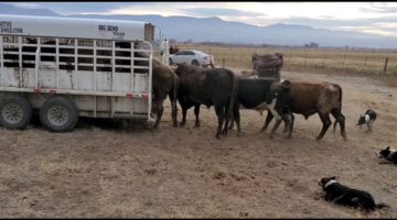 Loading Bucking Bulls in the Big Bend Trailer