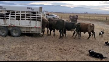 Loading Bucking Bulls in the Big Bend Trailer