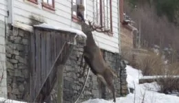 Stag Visits Old Woman’s House Every Day