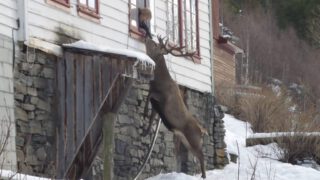 Stag Visits Old Woman’s House Every Day