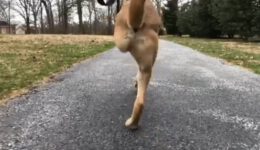 This May Be the Fastest Dog on Two Legs