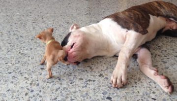 Tiny Chihuahua Puppy Adorably Teases Sleepy American Bulldog