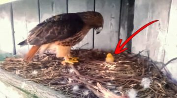 A Farmer Put a Chicken Egg Under an Eagle and This is What Happened Next