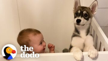 Baby Husky Grows Up With Baby Girl And They Do Everything Together