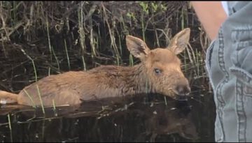 Baby Moose Saved From Drowning In Lake