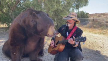 Ben the Bear Loves Classic Hank Williams