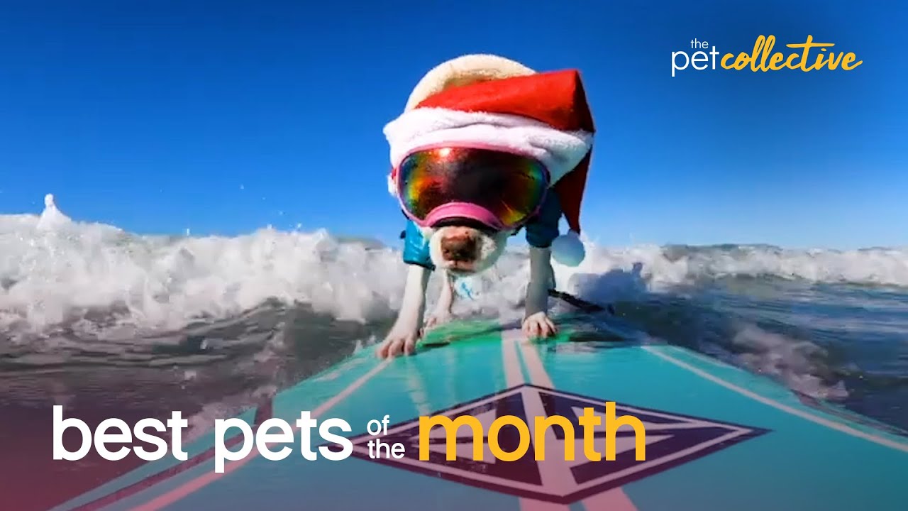 Best Pets of the Month (March 2021)