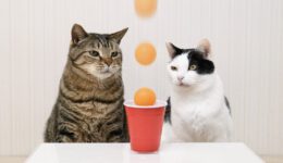 Cats and Ping Pong Trick Shots