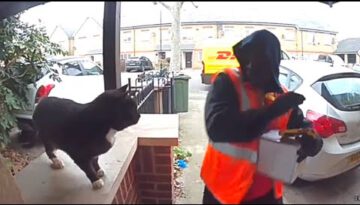 Friendly Cat Scares Away Delivery Man