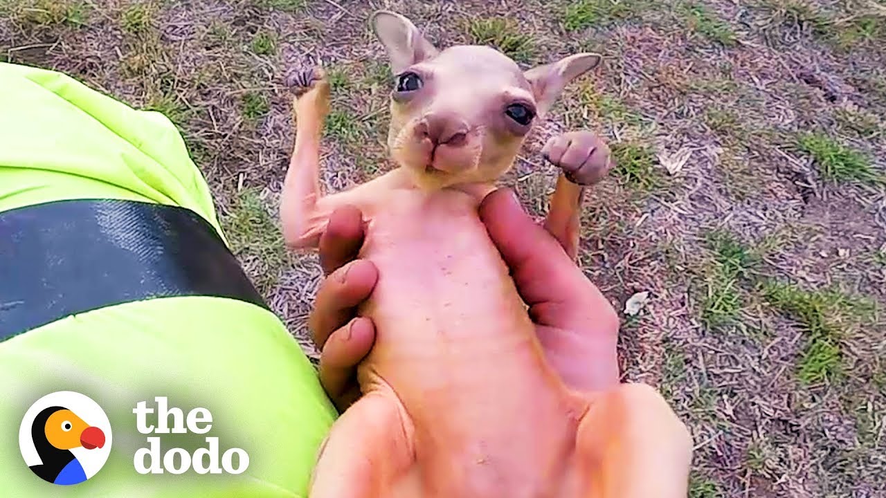 Guy On Motorcycle Saves A Baby Kangaroo