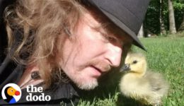 Guy Teaches His Rescued Gosling How to Fly