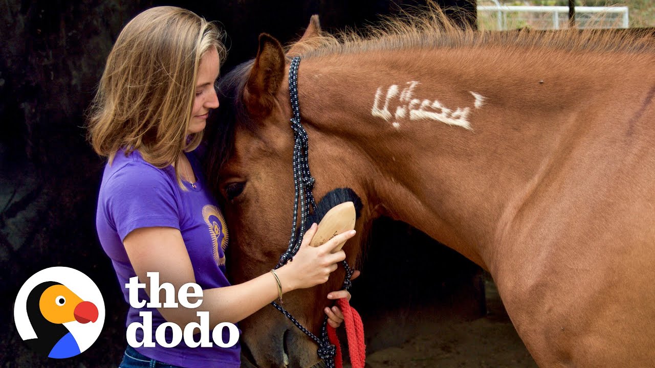 Horse Found On Craigslist Recognizes His First Mom After 2 Years