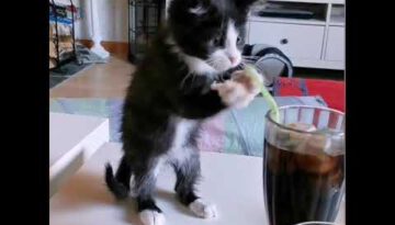 Kitten Tries to Drink Soda With a Straw